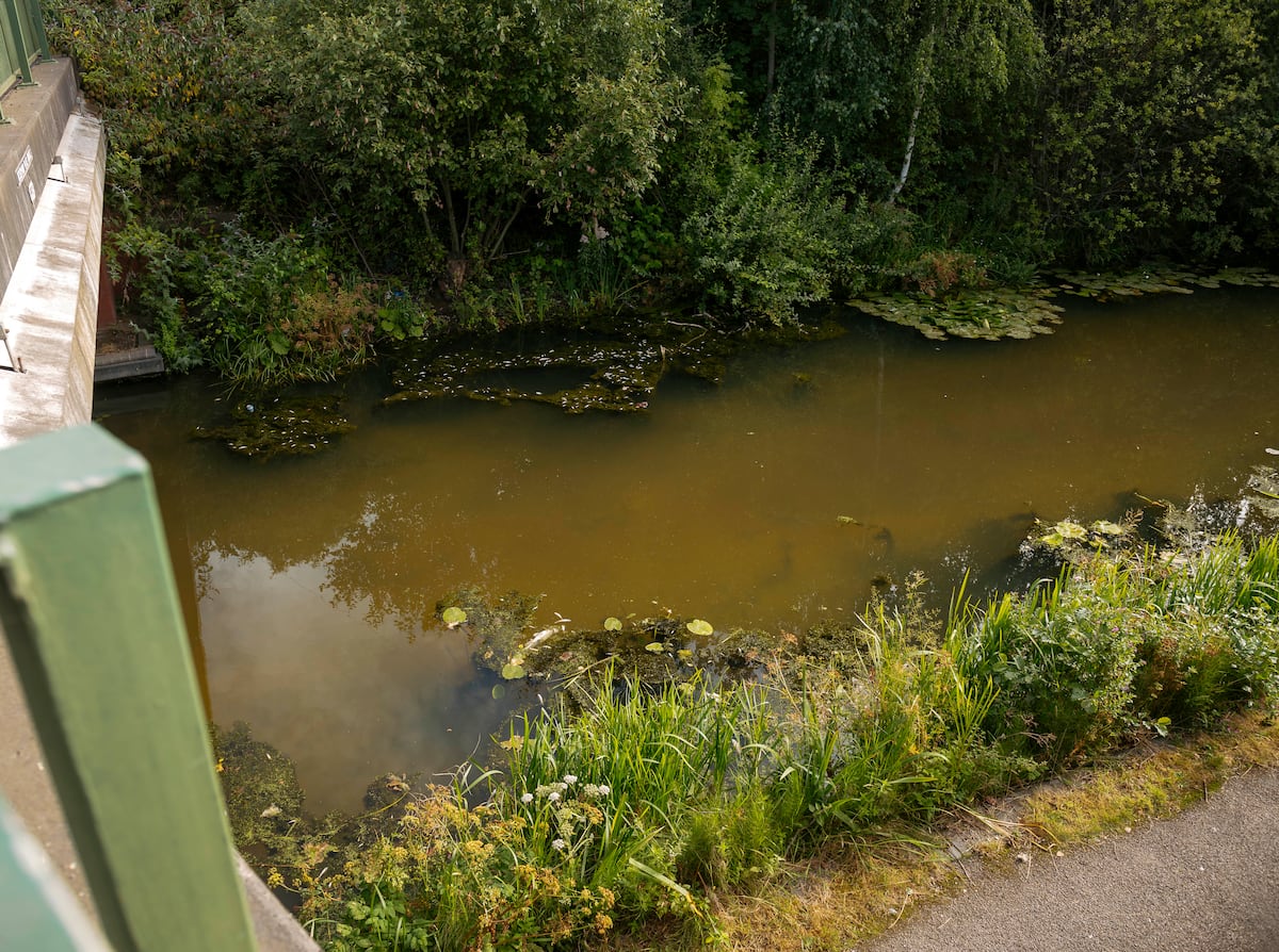 Dead fish and polluted water causes concerns for residents near canal