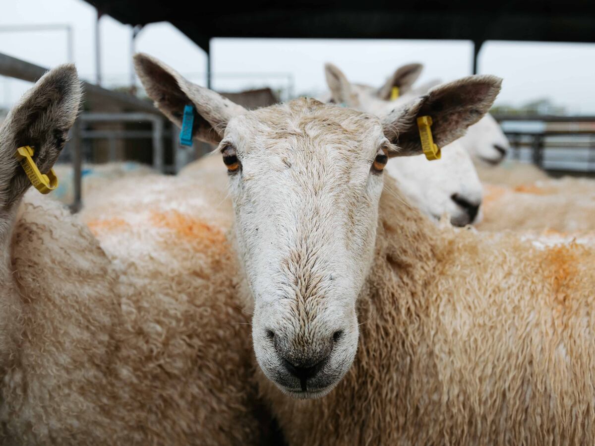 Farmers ‘under siege’ by criminals call on police for action after ...