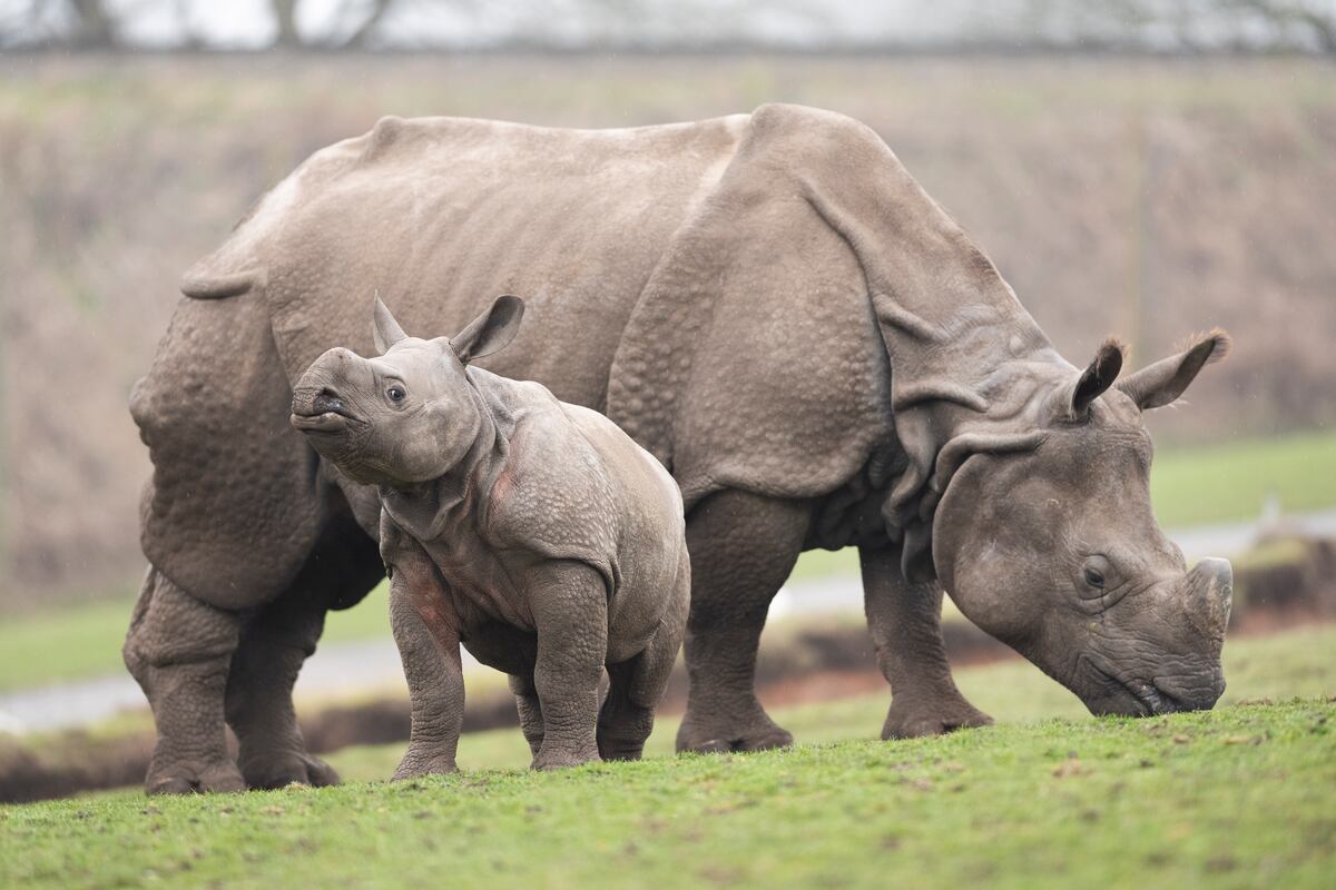 Rhino calf Inesh ready to be West Midland Safari Park star | Express & Star