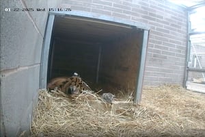 The tired now mother-of-three, will spend her time bonding with her new-born cubs