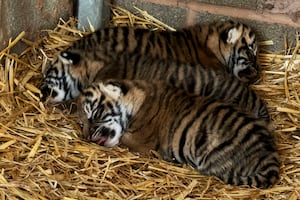 The cubs will now be left to be nurtured by their doting mother