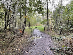 Photo taken by LDR Rachel Alexander 
Permission for use for LDR partners
Story: Clearance of Walsall woodland paused as government reviews school building programme 
