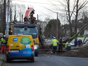 Workers start to remove a fallen tree