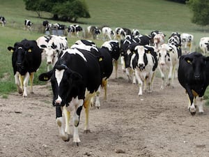 Cattle walking along a muddy path in a field