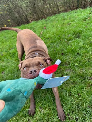 Comet the dog was rescued after being found stabbed and tied to a lamppost in Bilston