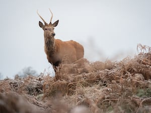 A deer surrounded by frosty ground