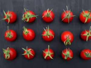 Rows of tomatoes with the stalks on