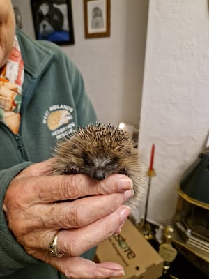 A baby hedgehog that came into Joan's care