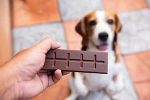 Can dogs eat chocolate?