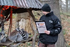 The Lemurs being counted.