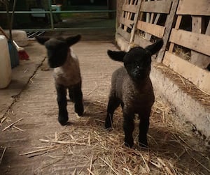 Visitors will be able to meet cute spring lambs at the event 