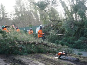 Tree surgeons remove a fallen tree in Liverpool