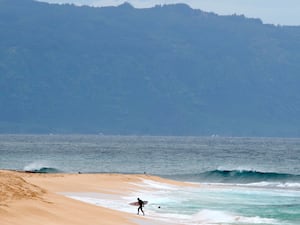 Shark Attack Hawaii