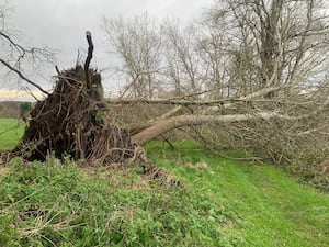 A large tree has fallen in Wombourne