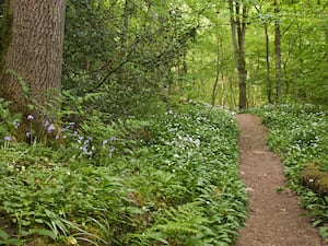 A path leading through ancient woodland with bluebells and wild garlic