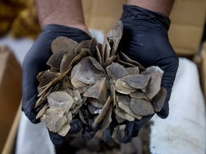 An Indonesian official shows pangolin scales confiscated from suspected smugglers