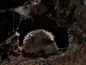 A native hedgehog at night