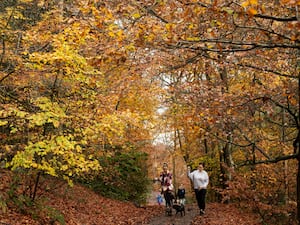 Walkers make their way through woodland