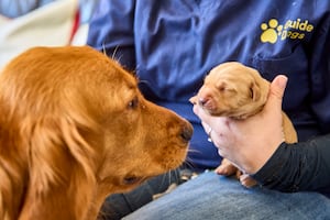 The Labrador/Golden Retriever pups were born to mum, Rebecca. Photo: Dave Phillips/PinPep