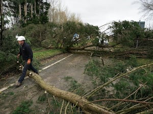 Fallen trees in the road