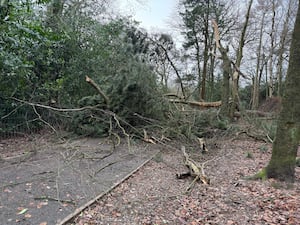 Fallen trees blocking the main driveway