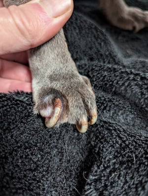 The pooch had overgrown nails. Photo: RSPCA