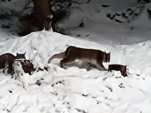 Two lynx in snow