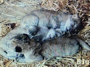 A trio of rare Northern African lion cubs born at Whipsnade Zoo