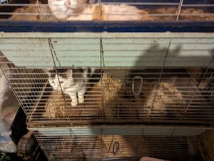 A number of cats were found to have been stuffed into Guinea pig cages, in some cases multiple cats were found in one cage
