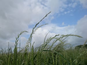 Italian ryegrass