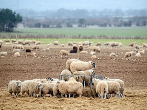 Sheep on a farm in North Yorkshire