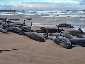 False killer whales stranded on a remote beach in Tasmania