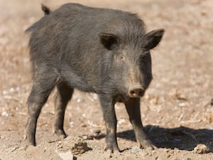 A wild pig looking at the camera