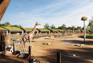 The Reserve at Chester Zoo - View from Giraffe Lodge