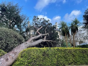 A tree that had fallen into a garden