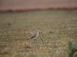 The slender-billed curlew in Merja Zerga, Morocco. The species is thought to be extinct. (Chris Gomersall/RSPB)