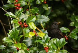 A Blackbird