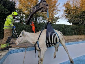 A cow being hoisted from a swimming pool