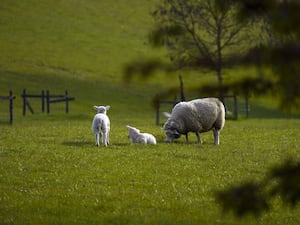 A sheep and lambs graze in a field