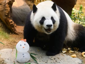 Giant Panda Ke Ke reacts to an ice snow man at the Ocean Park in Hong Kong