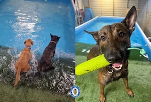 West Midlands Police dogs at the pool they have been using for swimming in Walsall