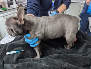 The female French Bulldog was found dumped in Willenhall. Photo: RSPCA 