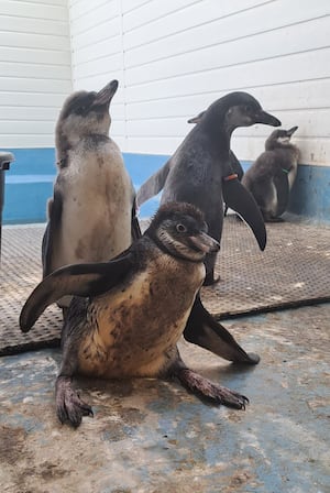 The baby penguin was unable to walk after suffering an infection