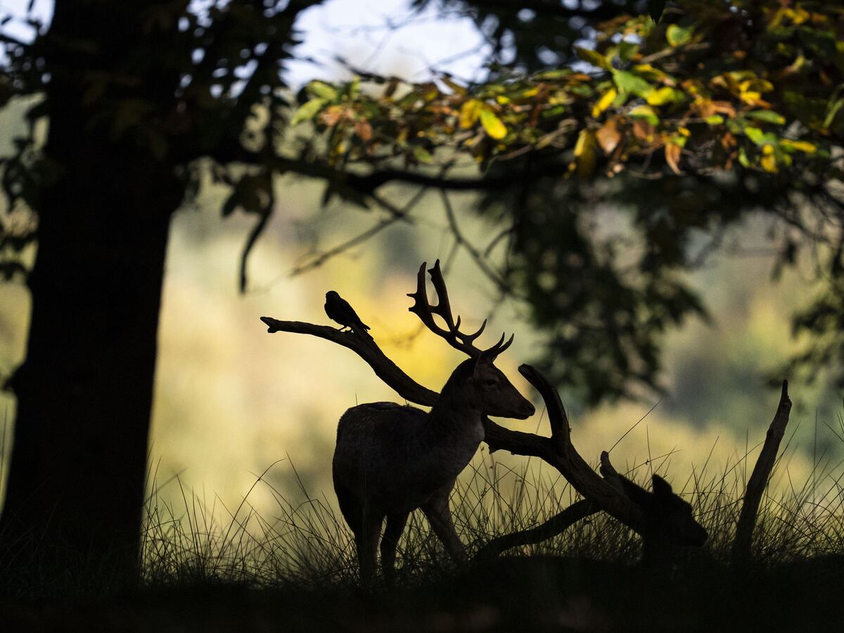 Police appeal after dog filmed chasing and fatally injuring deer in Royal Park