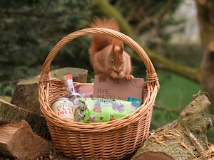 A red squirrel sits on the rim of a basket containing products from the Ellen MacArthur Foundation’s Big Food Redesign Challenge