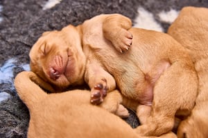 The puppies will go on to be trained as Guide Dogs. Photo: Dave Phillips/PinPep