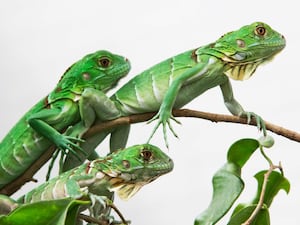 Green iguanas