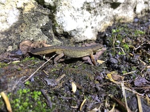 Charlcombe toad patrol