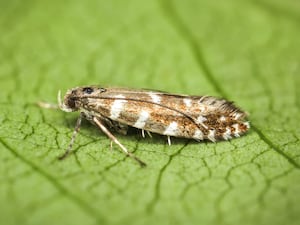 The brown and white Highland nymph resting on a leaf