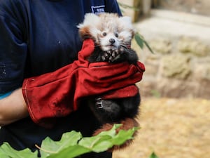 Red panda kit held by zookeeper